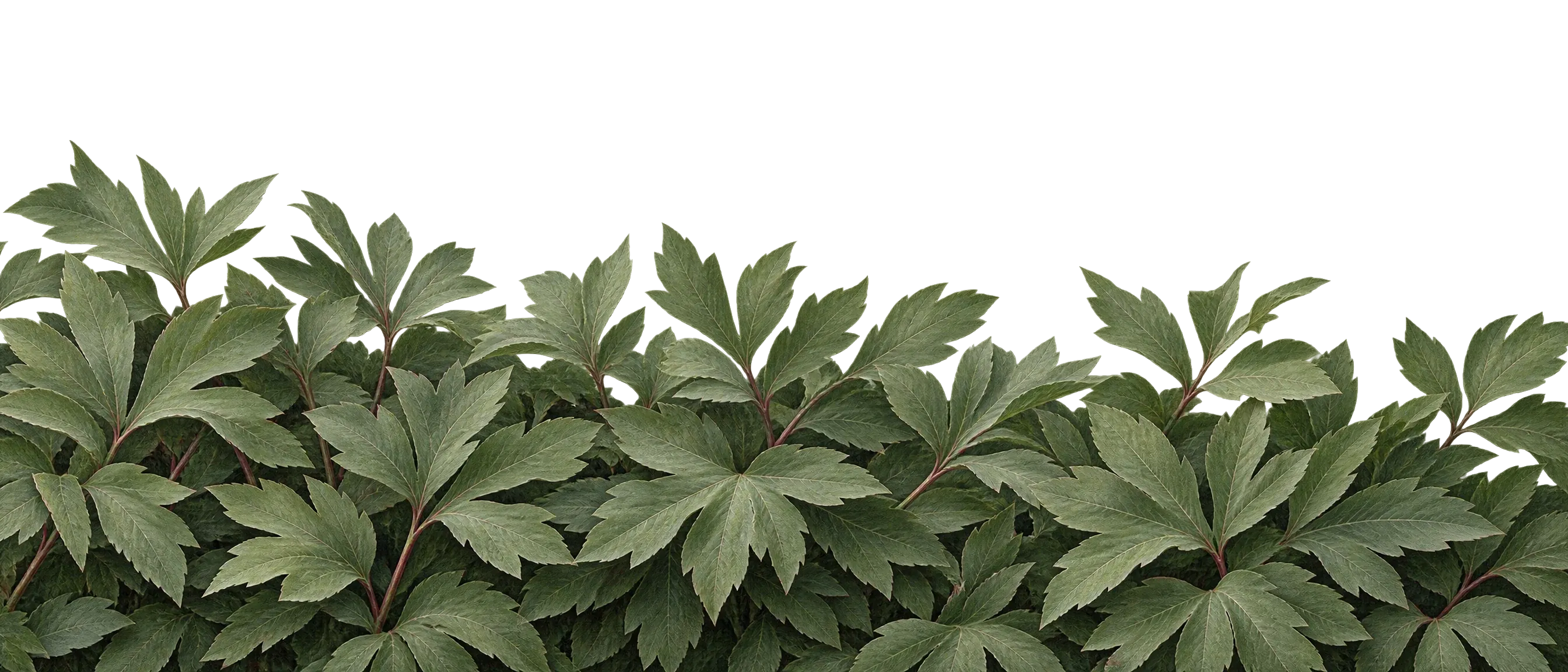 A wide bed of overlapping sage-green peony leaves, dense at the bottom and thinning upward, on a transparent background (peony leaf bed 01)